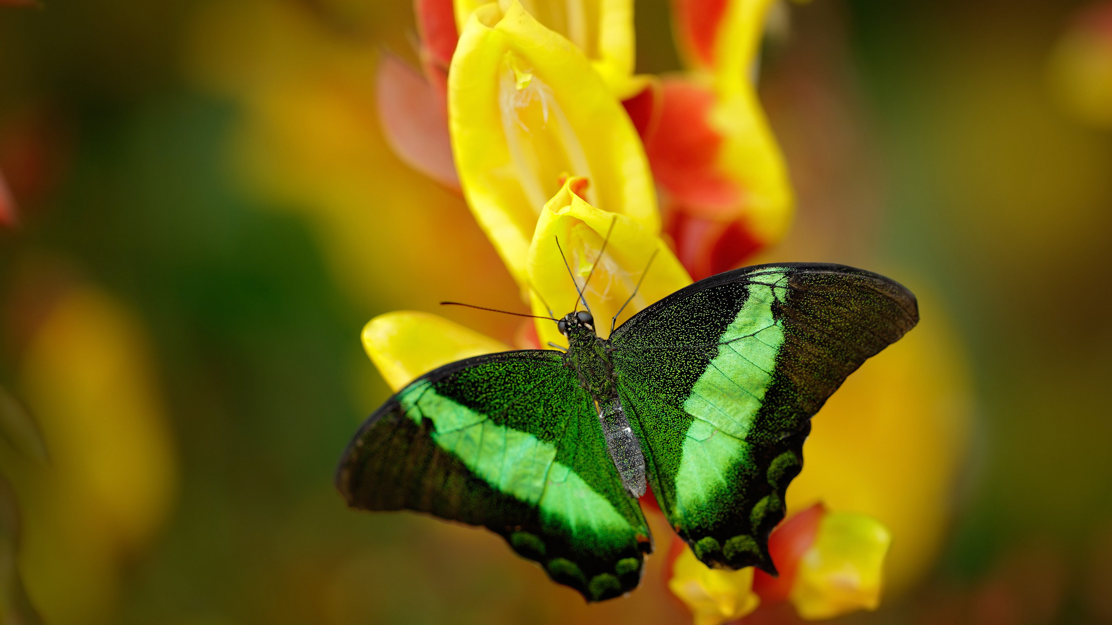 雨中狂想曲，索伯的完美逆袭与周冠宇的扛旗时刻