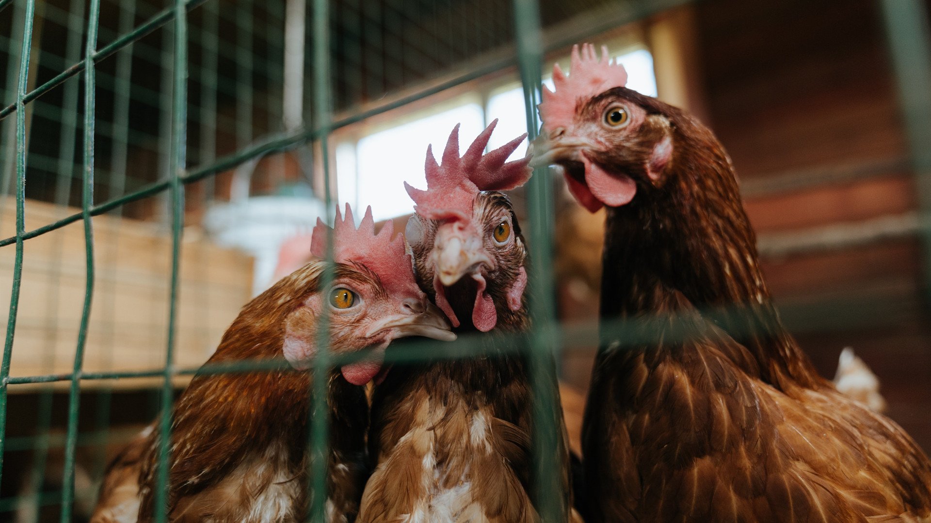 当紫金狂潮席卷天山，湖人中国行横扫新疆，西亚卡姆上演跨国征服