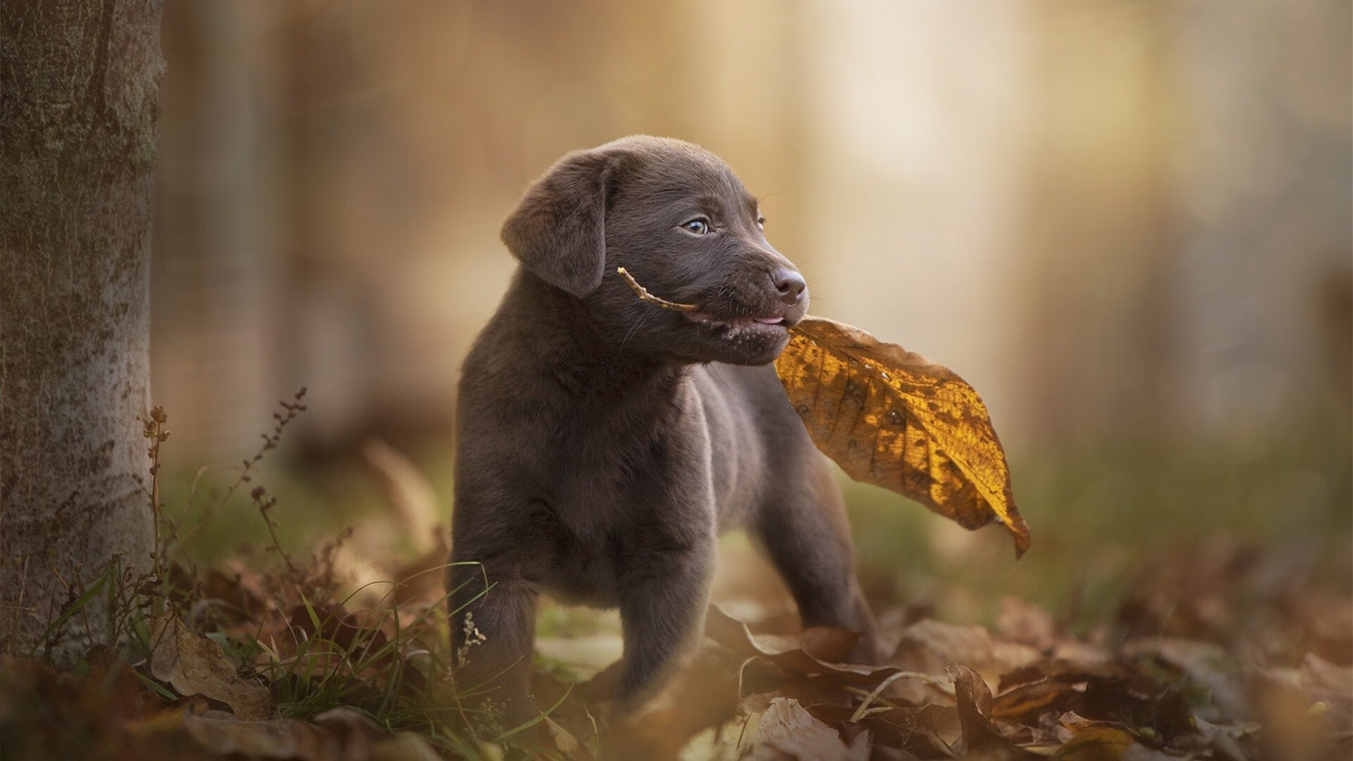 血战天山,当戈贝尔的铁拳砸响西域战鼓