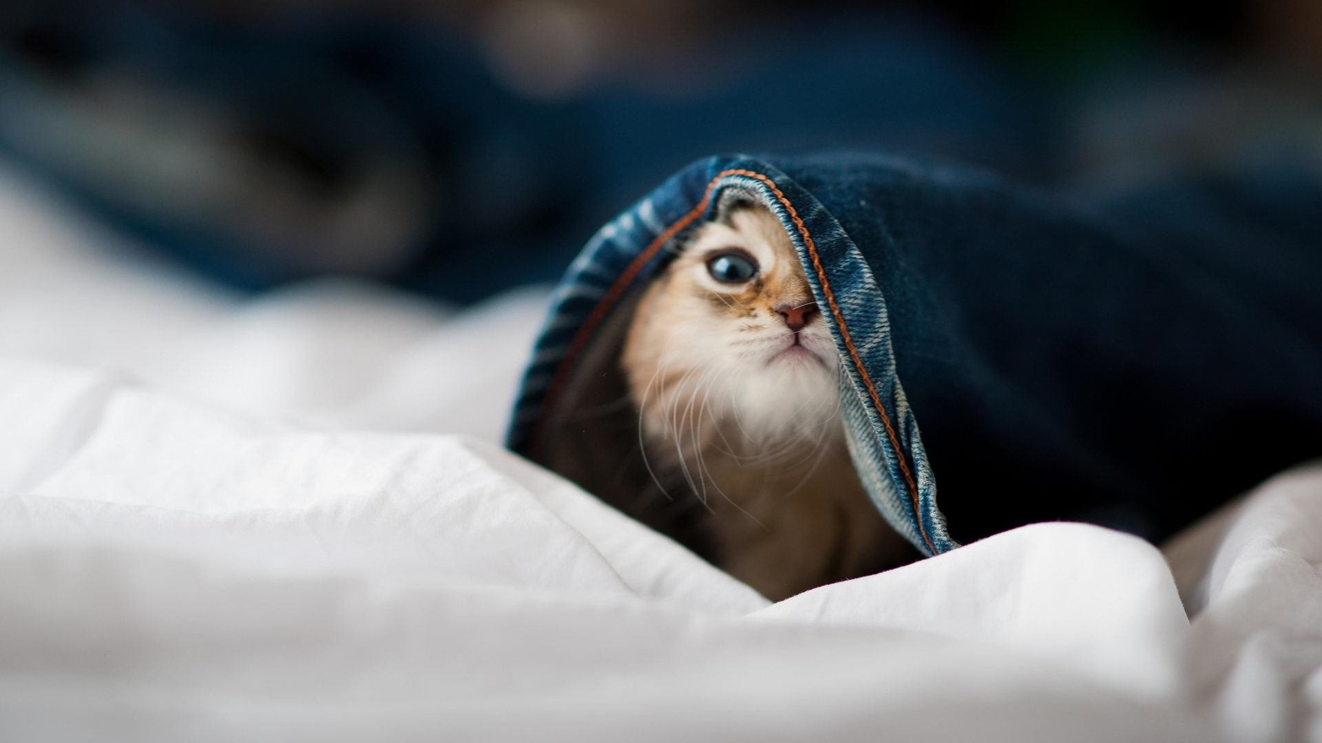 定义核心的完美表现,凯恩的领袖力助波兰在电光火石间斩落顽强的伊朗