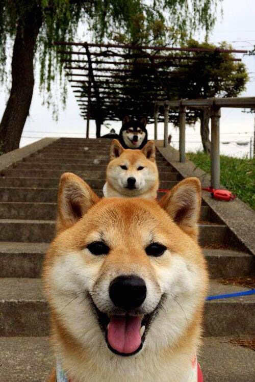 冰封北境与灼热指尖,当多伦多的铁血交响,熄灭明尼苏达的燎原之火