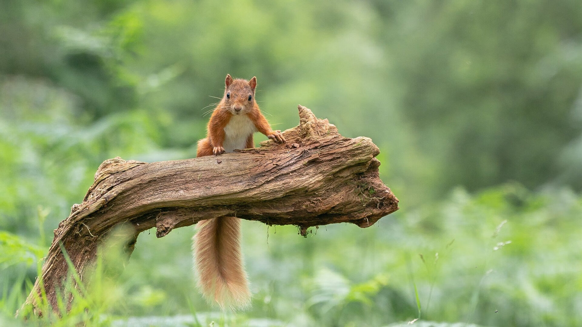 刹车区外的绝杀,当欧文的身影划过F1争冠夜