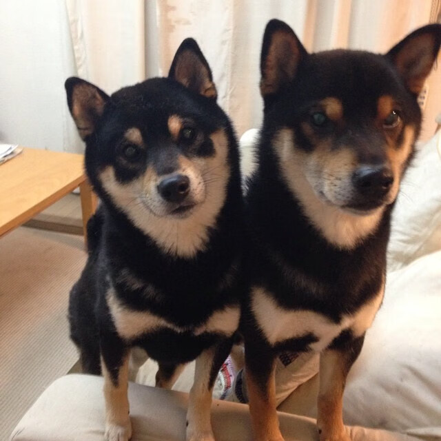 压力之下的璀璨绽放，德布劳内导演多特蒙德狂胜贝蒂斯之战