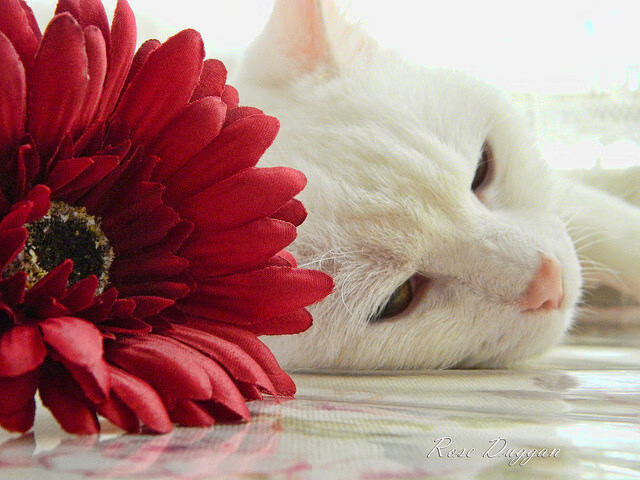 维尼修斯，刺破斗牛士防线的巴西利刃