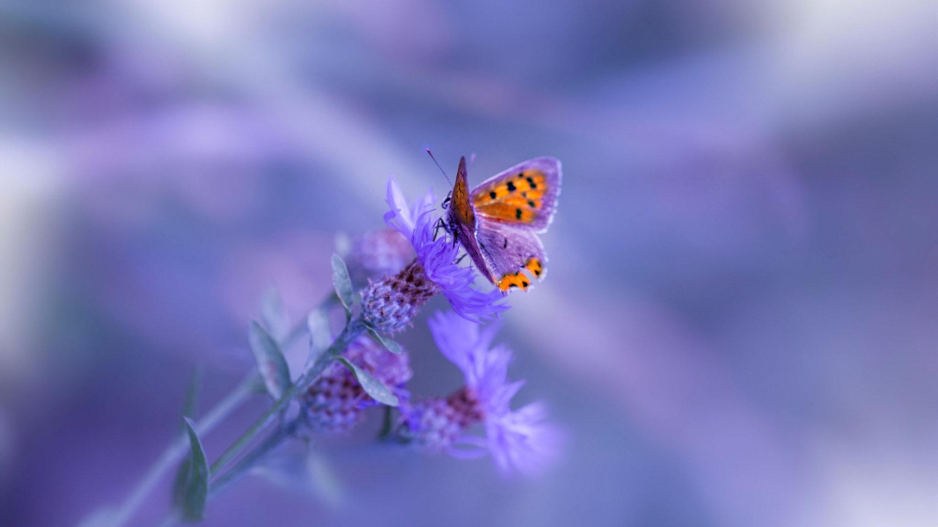 裂痕中的晨光,当旧日王权崩塌,新神于废墟上即位