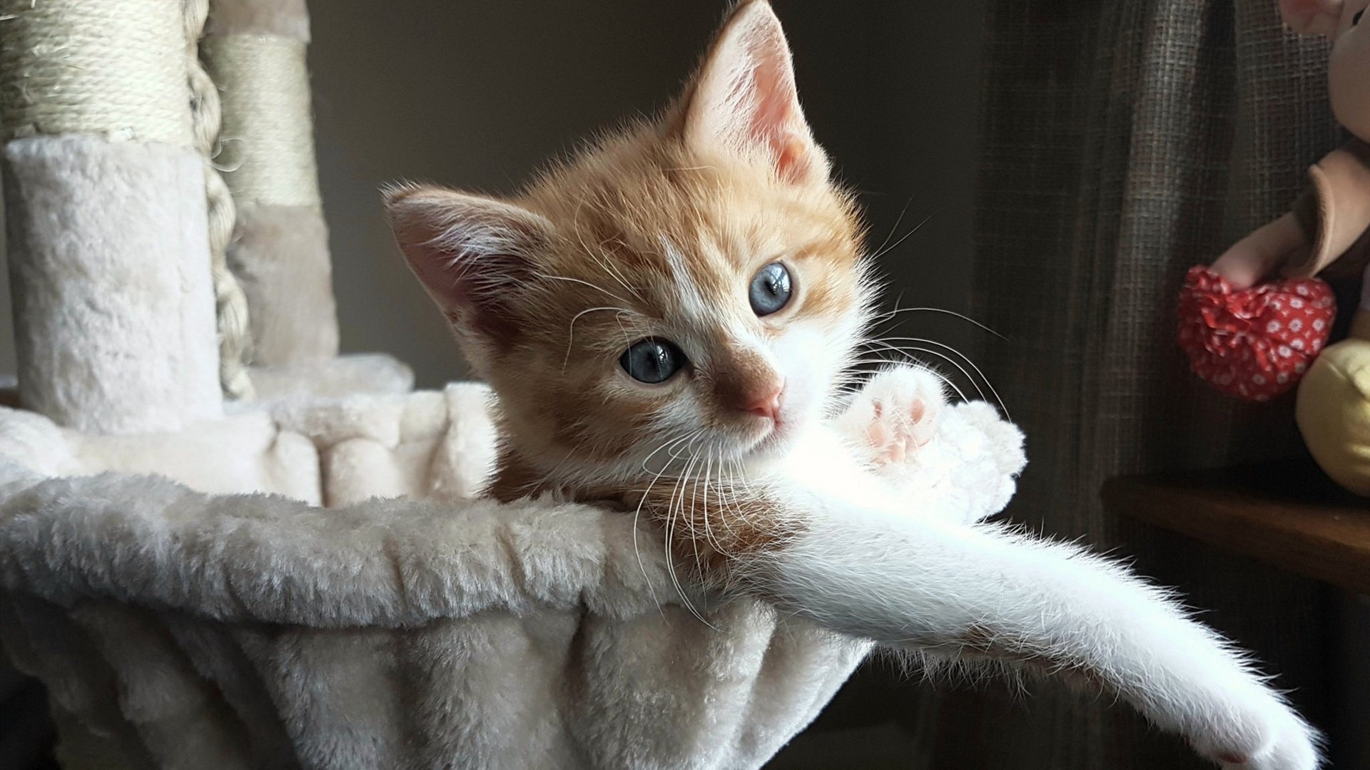 加勒比海风 vs 奥林匹斯山,基耶萨的一脚定乾坤