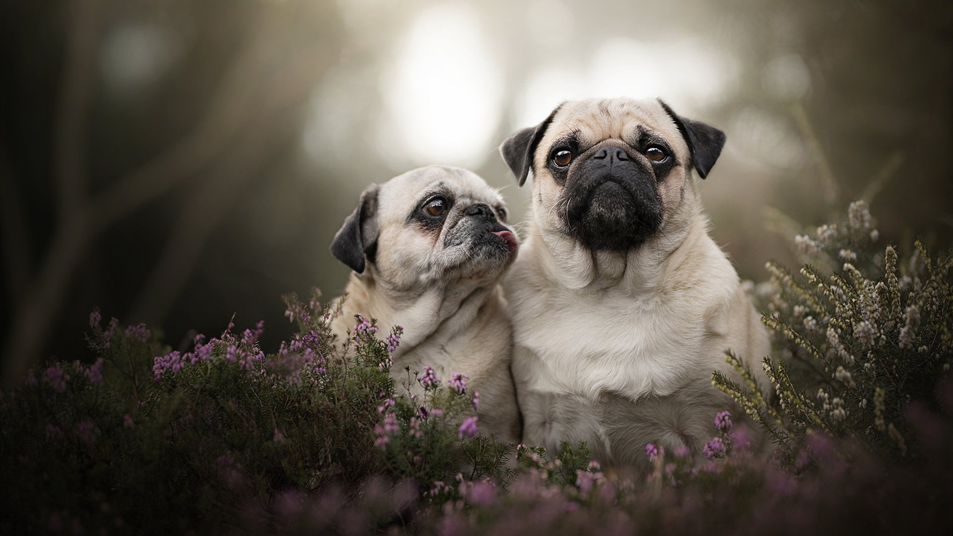 F1年度争冠之夜，马克西，棋盘上移动的王